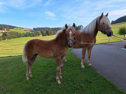 Verkauf Haflinger Stutfohlen - Bj. 2024