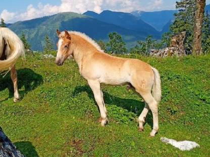 Haflinger Hengstfohlen