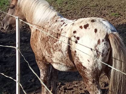 Brauntiger Pony Wallach