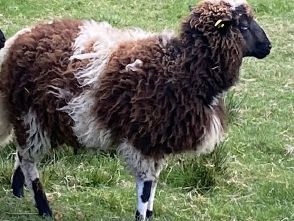 Bio-Waldschafbock für Zucht zu verkaufen