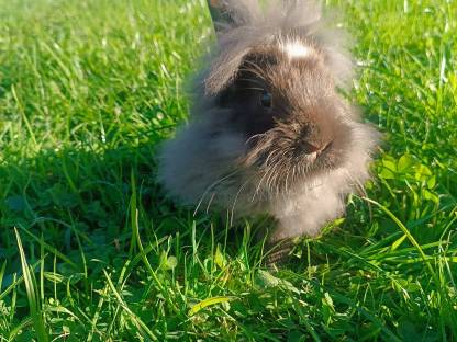 Hasen, Kaninchen, Löwenkopfkaninchen