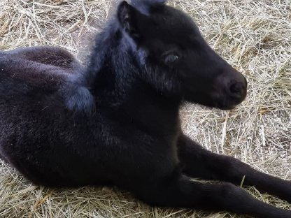 Shetland Shetty Stute Fohlen Pony