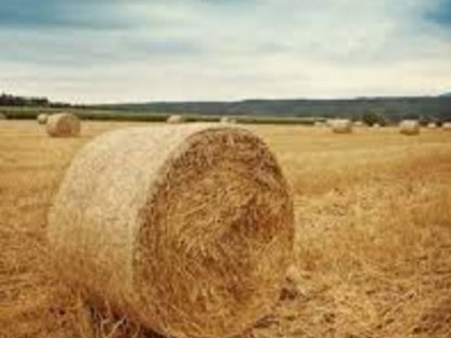 Stroh, Rundballen zu verkaufen