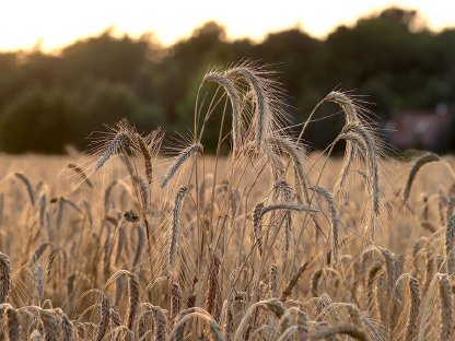 Suche 1 Hektar landwirtschaftliche Nutzfläche