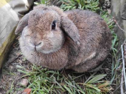 2 Kaninchen zu verschenken