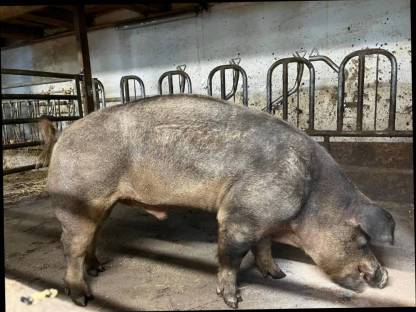 DUROC Eber