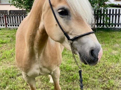 Schöne 7-jährige Tiroler Haflinger Zuchtstute zu verkaufen