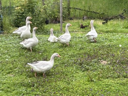 Fränkische Landgänse