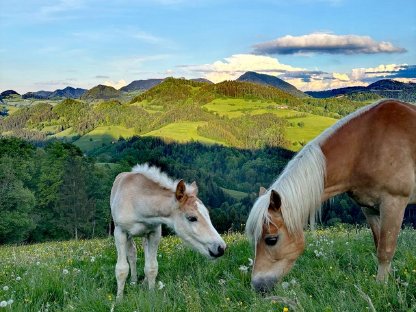 Haflinger Fohlen