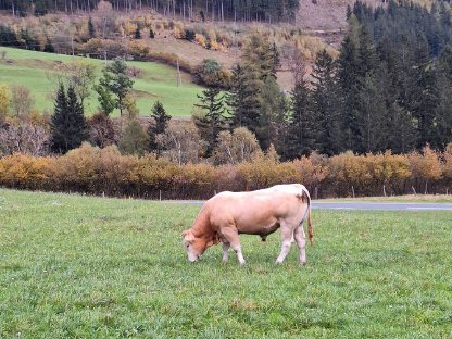 Bio Blonde d'Aquitaine Stier