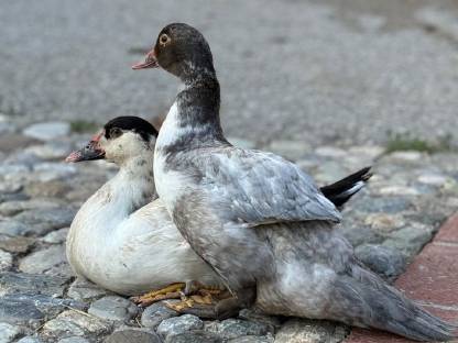 Enten zu Verschenken