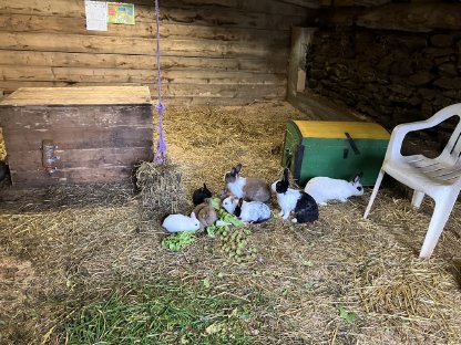 Baby-Kaninchen zu verschenken