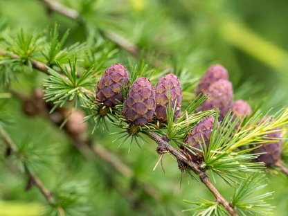 Wald im Lungau zu kaufen