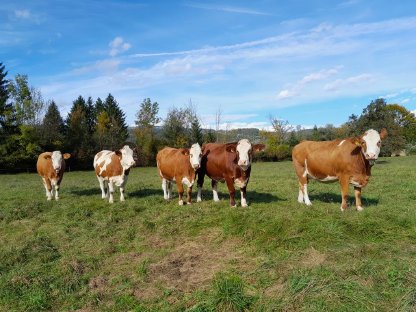 Kalbinnen und Zuchttiere zu verkaufen