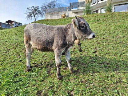 Grauvieh Kalb weiblich 9 Monate zu verkaufen