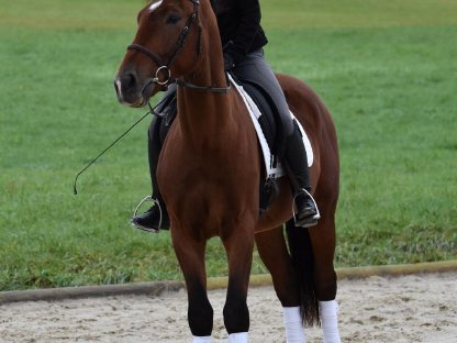 Lernwilliges und stets bemühtes Pferd