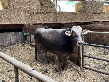 Brown Swiss Stier