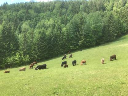 Verk. jährige Hochlandrindkälber, BIO