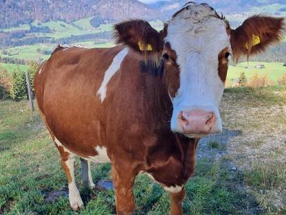 Schöne große trächtige Fleckvieh-Kalbin (reserviert)