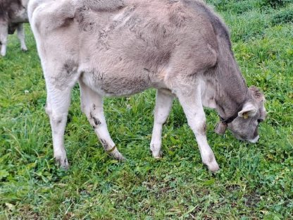 Brown Swiss Kalb