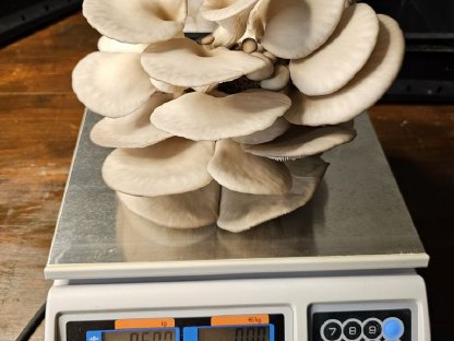 Bild 6:Frische Austernseitlinge aus eigener Zucht