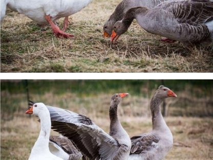 Österreichische Landgänse