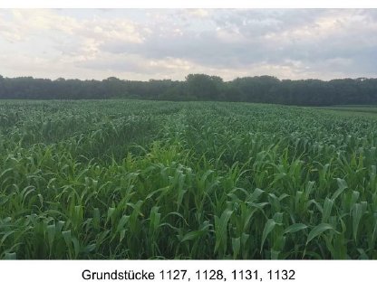 Bild 2:Provisionsfrei: Ackerland in Orth/Donau (Marchfeld)