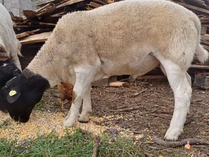 Bild 6:Dorper Jungschafwidder