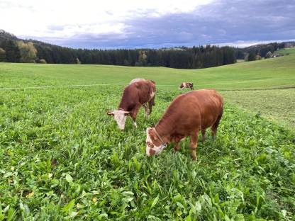 3 trächtige FV Bio-Kalbinen