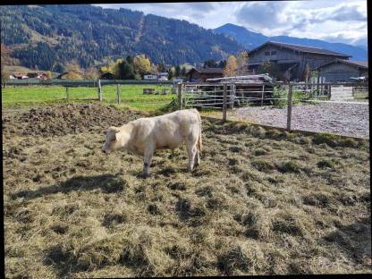 Charolais