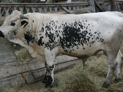 Pustertaler Sprinzen Stier