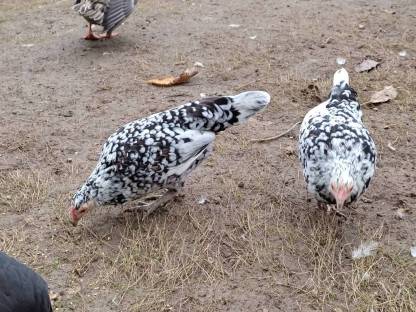 2 junge Hennen aus Naturbrut