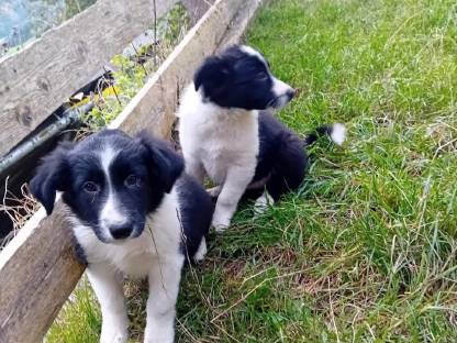 Border Collie Welpen