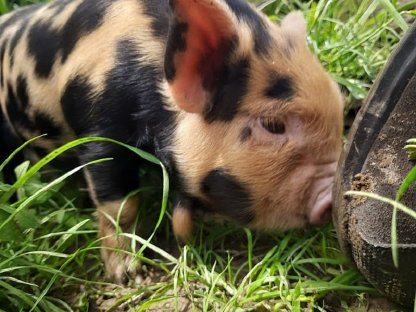 Kune Kune Ferkel Weideschweine