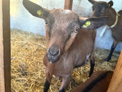 Schecken-GGZ Kitz Weibchen