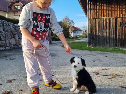 Border Collie Welpen, EDCE Papiere