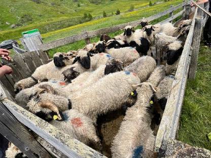 Walliser Schwarznasen Schafe