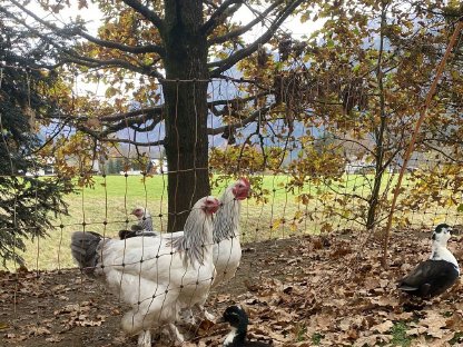 Bild 7:Charmante Gockel zu vergeben