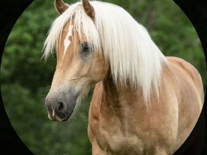 Haflinger für die Kutsche