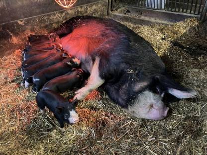 Berkshire-Ferkel oder Berkshire/Duroc-Ferkel abzugeben