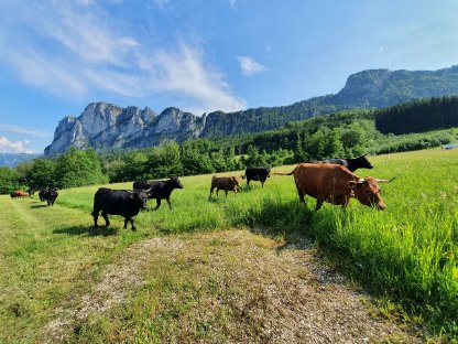 Dexter-Stier gesucht