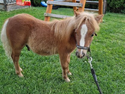 Mini Pony Tyrol - Hengst