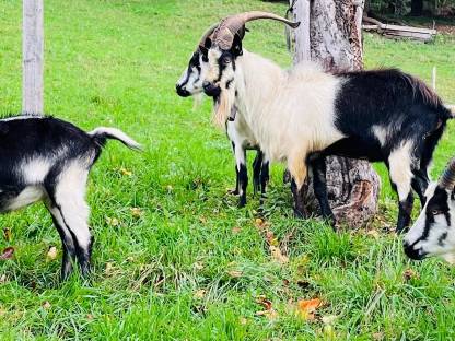 Pfauen Ziegenbock