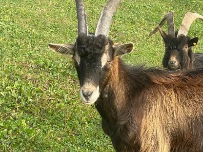 Aosta Bock