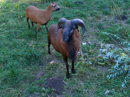 Kamerunschaf Widder und Jakobsschaf/Vierhornschaf Widder