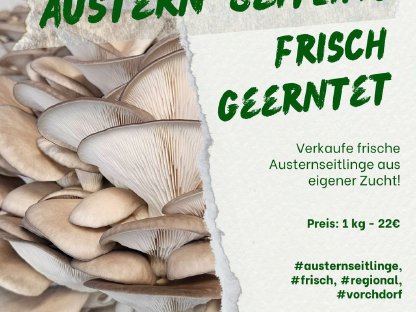 Frische Austernseitlinge aus eigener Zucht