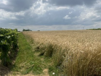 Landwirtschaftliches Grundstück in Stammersdorf