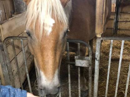 Haflinger Wallach Billy