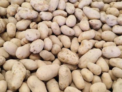 Bio Futter Kartoffel