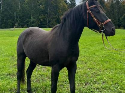 Ontario Partbred Araber Wallach